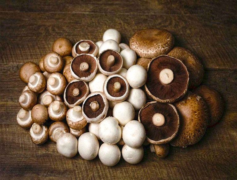 کاهش افسردگی بیماران سرطانی با سیلوسایبین و حمایت روانی